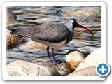 RED BEAK BIRD