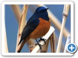 MOUNTAIN BIRD