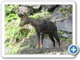 GHORAL WILD GOAT
