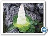 HIGH ALTITUDE FLOWER