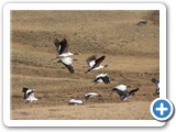 BLACK NECKED CRANE