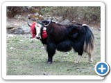 YAK